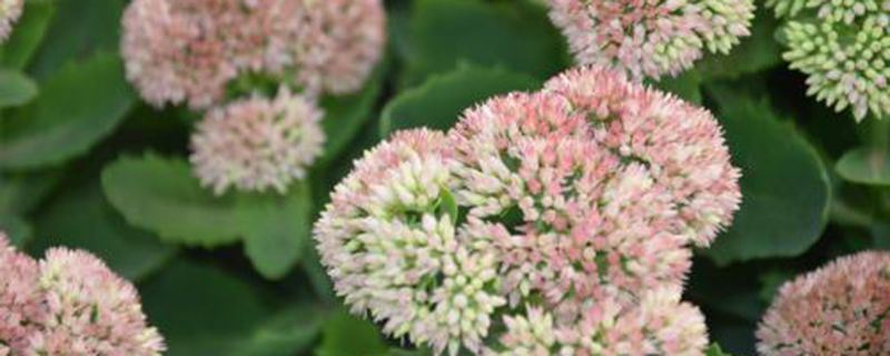 八宝景天-景天科八宝属