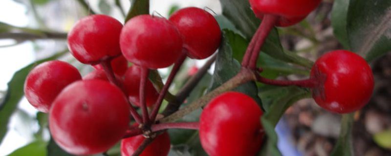 富贵籽-紫金牛科紫金牛属