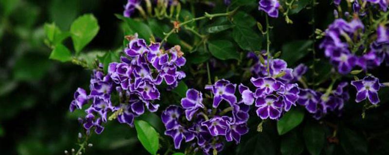 假连翘-马鞭草科假连翘属