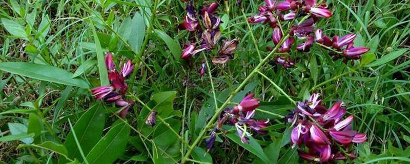 鸡血藤-豆科崖豆藤属