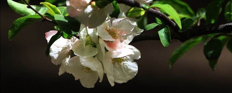 橄榄花-橄榄科橄榄属