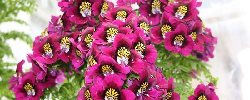 蛾蝶花-茄科蛾蝶花属