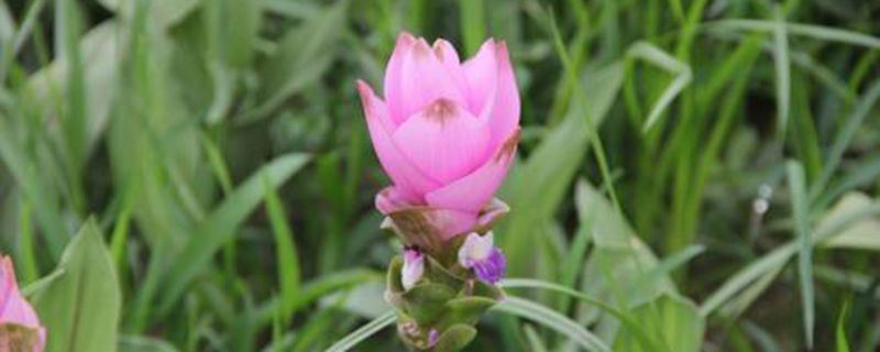 姜荷花-姜科姜黄属