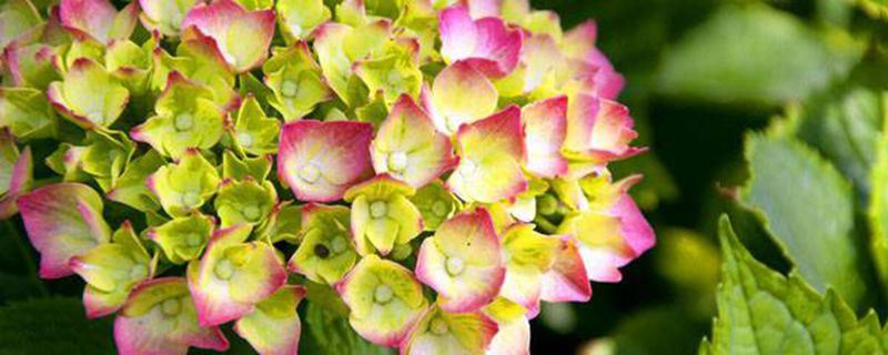 八仙花-虎耳草科八仙花属