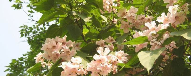 楸树-紫葳科梓树属