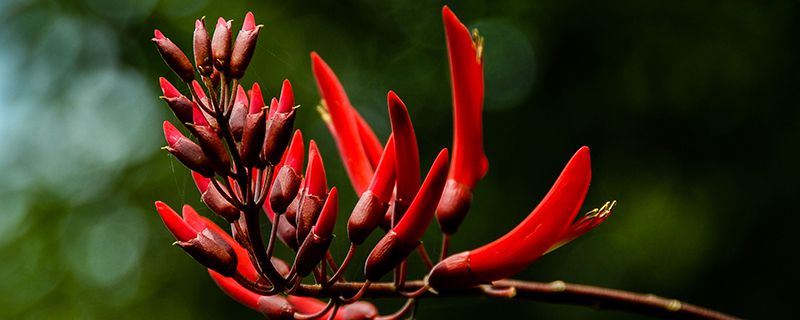 龙牙花-蝶形花科刺桐属