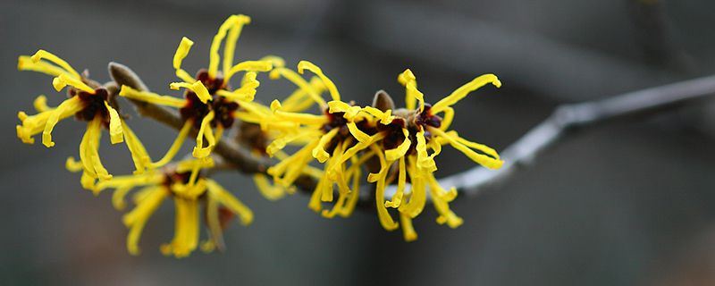 金缕梅-金缕梅科金缕梅属