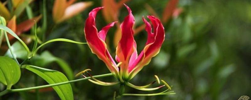 嘉兰-百合科嘉兰属