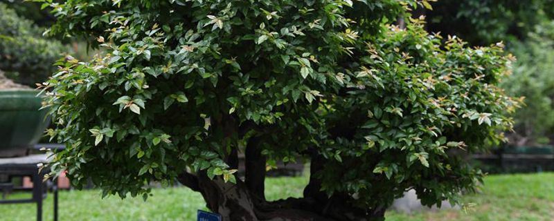 雀梅-鼠李科雀梅藤属