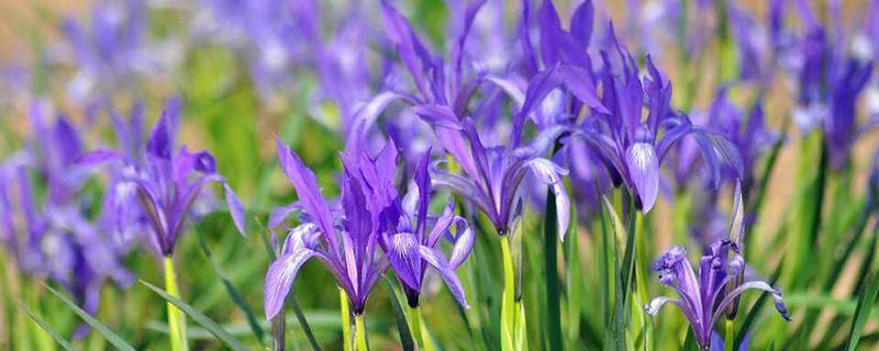 马蔺-鸢尾科鸢尾属