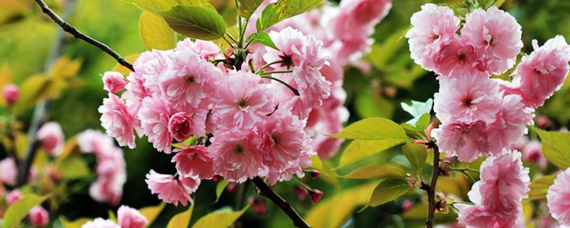 日本晚樱-蔷薇科樱属