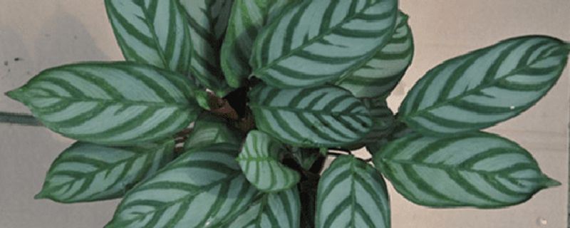 飞羽竹芋-竹芋科竹芋属