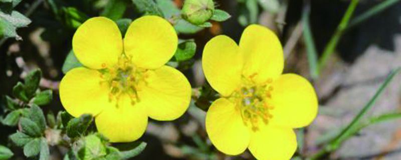 金露梅-蔷薇科委陵菜属