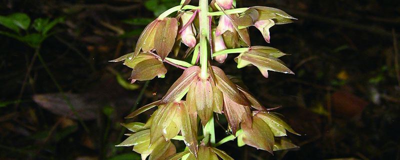 美冠兰-兰科美冠兰属