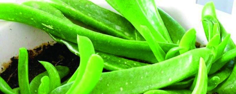 佛手掌-番杏科舌叶花属