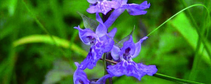 宽叶红门兰-兰科红门兰属