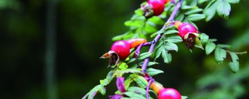 峨眉蔷薇-蔷薇科蔷薇属