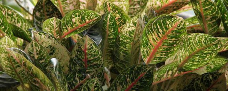 粗肋草-天南星科广东万年青属