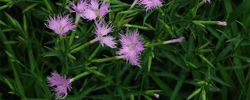 瞿麦-石竹科石竹属