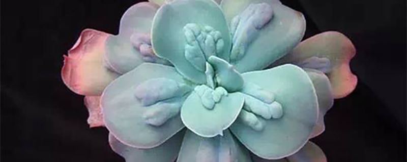 卡梅奥-景天科石莲花属