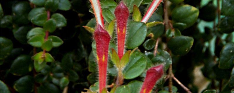 鲸鱼花-苦苣苔科鲸鱼花属