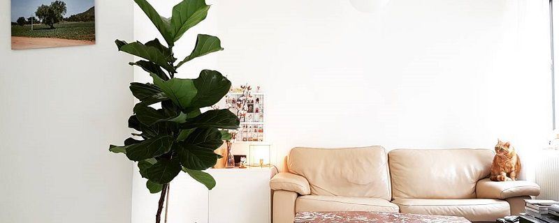 琴叶榕-桑科榕属