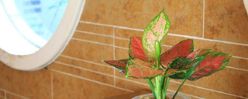 如意皇后-天南星科广东万年青属