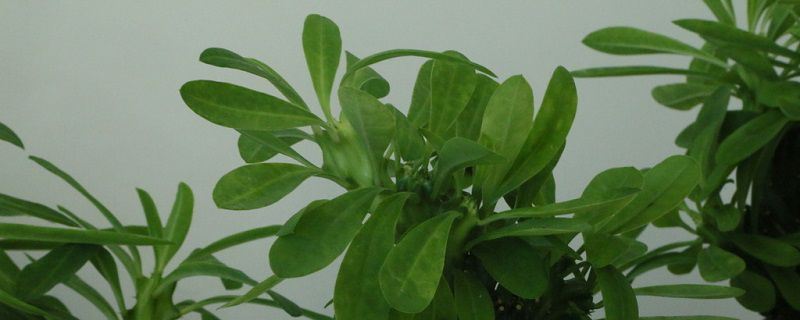 麒麟掌-大戟科大戟属