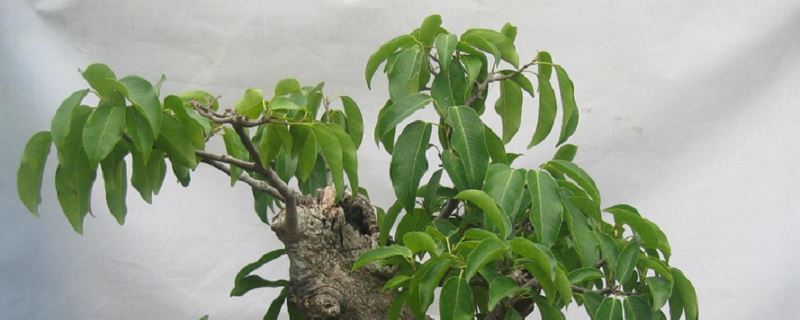 七叶莲-五加科南鹅掌柴属