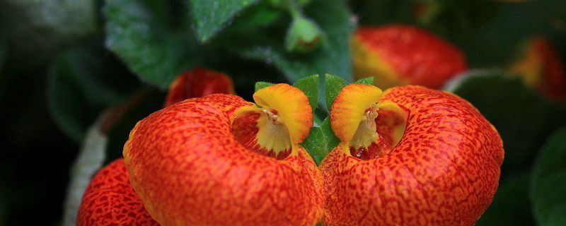 蒲包花-玄参科蒲包花属