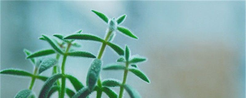 绒针-景天科青锁龙属