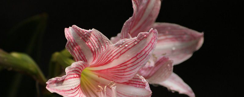 秋海棠-秋海棠科秋海棠属