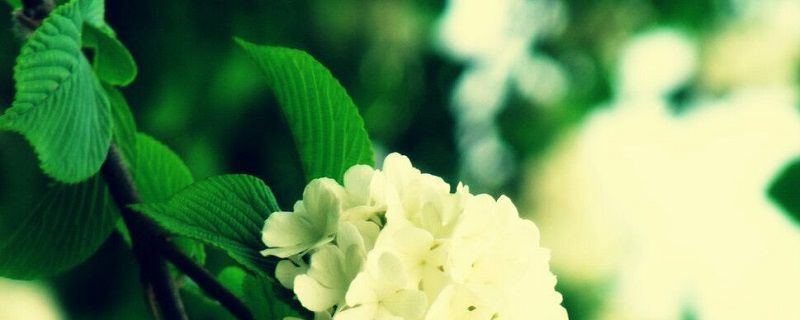 琼花-忍冬科荚蒾属