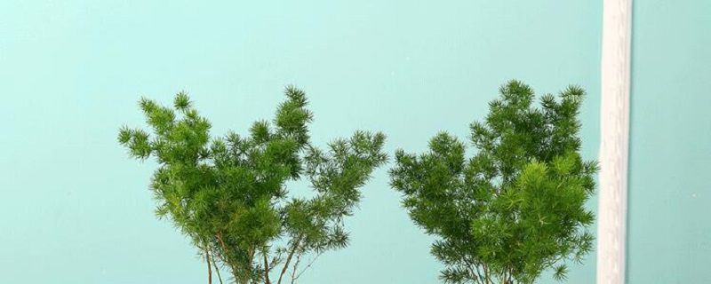 蓬莱松-天门冬科天门冬属