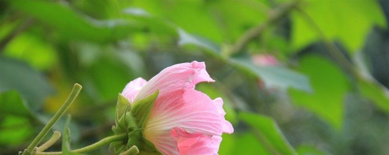 木芙蓉-锦葵科木槿属