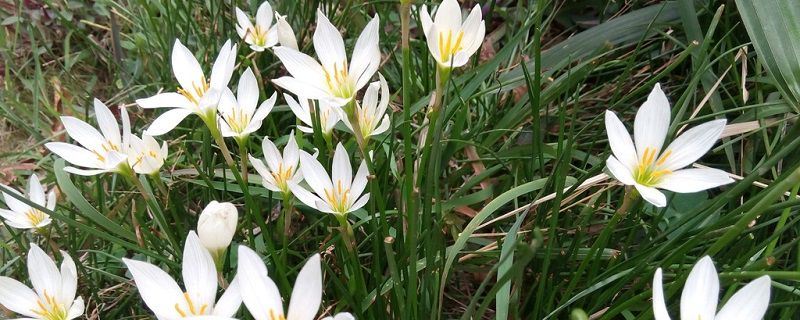 韭菜莲-石蒜科葱莲属