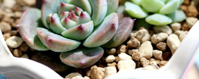 静夜-景天科拟石莲花属