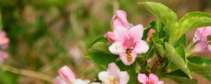 锦带花-忍冬科锦带花属