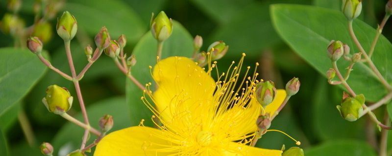 金丝梅-藤黄科金丝桃属