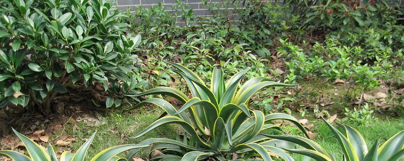 金边龙舌兰-龙舌兰科龙舌兰属