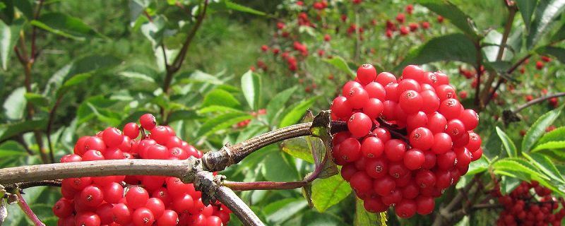 接骨木-忍冬科接骨木属