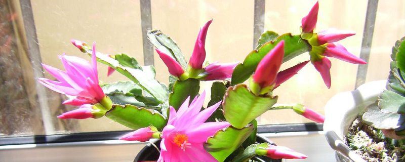 假昙花-仙人掌科假昙花属