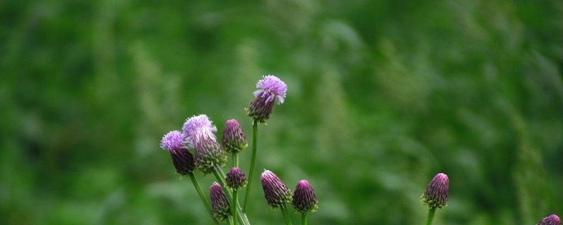 藿香蓟-菊科霍香蓟属