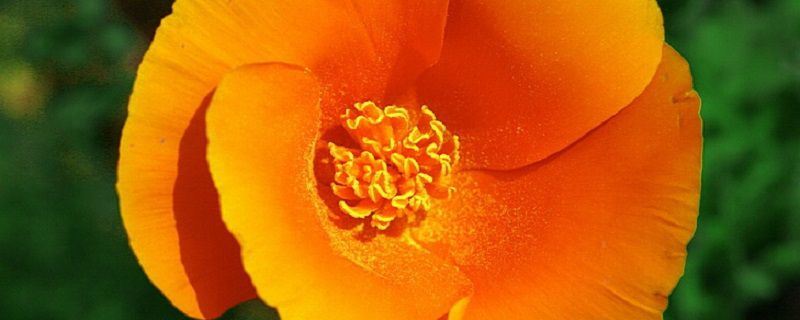 花菱草-罂粟科花菱草属