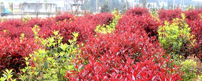 红叶石楠-蔷薇科石楠属