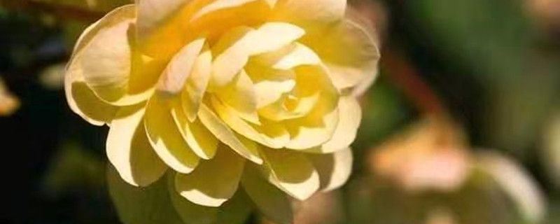 球根海棠-秋海棠科秋海棠属