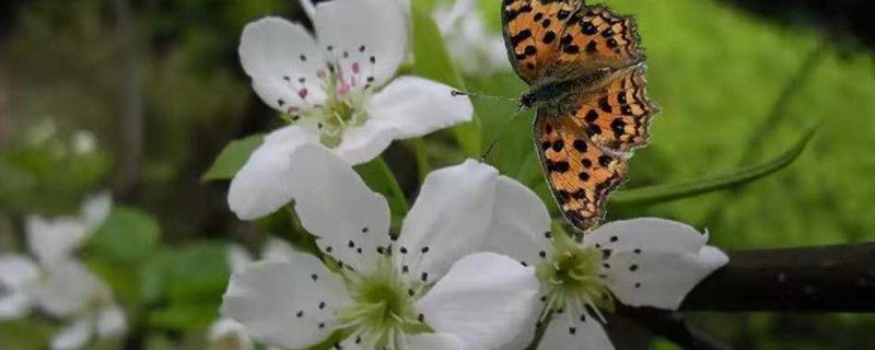 垂枝海棠-蔷薇科苹果属