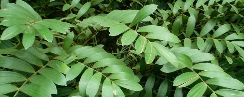 美叶凤尾蕉-泽米铁科泽米铁属