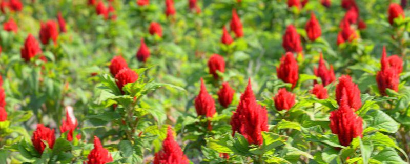 火炬花-百合科火把莲属