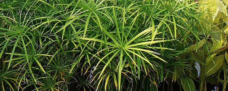 旱伞草-莎草科莎草属